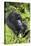 Mountain Gorilla (Gorilla Gorilla Beringei) Mother Holding Baby Twins Age Five Months-Suzi Eszterhas-Stretched Canvas