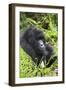 Mountain Gorilla (Gorilla Gorilla Beringei) Mother Holding Baby Twins Age Five Months-Suzi Eszterhas-Framed Photographic Print