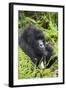 Mountain Gorilla (Gorilla Gorilla Beringei) Mother Holding Baby Twins Age Five Months-Suzi Eszterhas-Framed Photographic Print