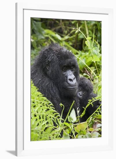 Mountain Gorilla (Gorilla Gorilla Beringei) Mother Holding Baby Twins Age Five Months-Suzi Eszterhas-Framed Photographic Print