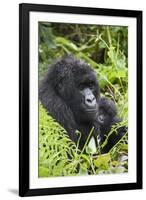 Mountain Gorilla (Gorilla Gorilla Beringei) Mother Holding Baby Twins Age Five Months-Suzi Eszterhas-Framed Photographic Print