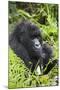 Mountain Gorilla (Gorilla Gorilla Beringei) Mother Holding Baby Twins Age Five Months-Suzi Eszterhas-Mounted Photographic Print