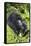 Mountain Gorilla (Gorilla Gorilla Beringei) Mother Holding Baby Twins Age Five Months-Suzi Eszterhas-Framed Stretched Canvas