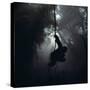 Mountain Gorilla Hanging on Vine-Adrian Warren-Stretched Canvas