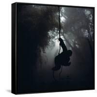 Mountain Gorilla Hanging on Vine-Adrian Warren-Framed Stretched Canvas