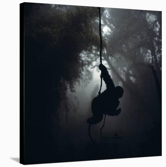 Mountain Gorilla Hanging on Vine-Adrian Warren-Stretched Canvas