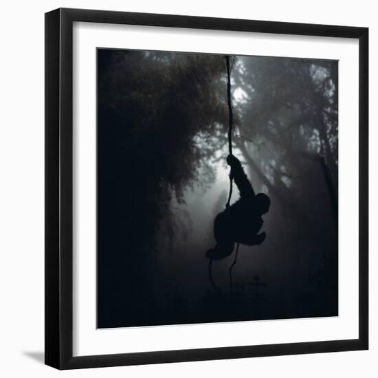 Mountain Gorilla Hanging on Vine-Adrian Warren-Framed Photographic Print