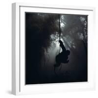 Mountain Gorilla Hanging on Vine-Adrian Warren-Framed Photographic Print