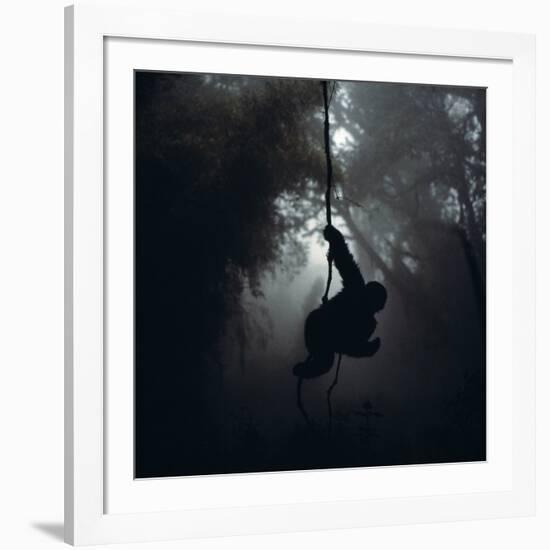 Mountain Gorilla Hanging on Vine-Adrian Warren-Framed Photographic Print