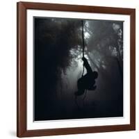 Mountain Gorilla Hanging on Vine-Adrian Warren-Framed Photographic Print