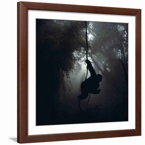 Mountain Gorilla Hanging on Vine-Adrian Warren-Framed Photographic Print