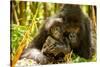 Mountain gorilla hugging infant, Rwanda-Mary McDonald-Stretched Canvas