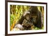 Mountain gorilla hugging infant, Rwanda-Mary McDonald-Framed Photographic Print