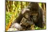 Mountain gorilla hugging infant, Rwanda-Mary McDonald-Mounted Photographic Print