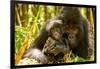 Mountain gorilla hugging infant, Rwanda-Mary McDonald-Framed Photographic Print