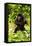 Mountain gorilla infant beating chest, Rwanda-Mary McDonald-Framed Stretched Canvas