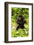 Mountain gorilla infant beating chest, Rwanda-Mary McDonald-Framed Photographic Print