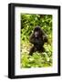 Mountain gorilla infant beating chest, Rwanda-Mary McDonald-Framed Photographic Print