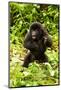 Mountain gorilla infant beating chest, Rwanda-Mary McDonald-Mounted Photographic Print