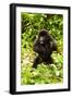 Mountain gorilla infant beating chest, Rwanda-Mary McDonald-Framed Photographic Print