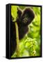 Mountain gorilla infant playing on lobelia plant, Rwanda-Mary McDonald-Framed Stretched Canvas