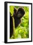 Mountain gorilla infant playing on lobelia plant, Rwanda-Mary McDonald-Framed Photographic Print