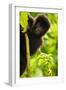 Mountain gorilla infant playing on lobelia plant, Rwanda-Mary McDonald-Framed Photographic Print