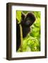 Mountain gorilla infant playing on lobelia plant, Rwanda-Mary McDonald-Framed Photographic Print