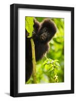 Mountain gorilla infant playing on lobelia plant, Rwanda-Mary McDonald-Framed Photographic Print