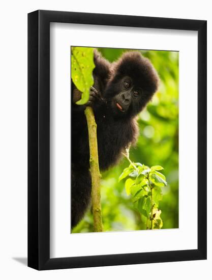 Mountain gorilla infant playing on lobelia plant, Rwanda-Mary McDonald-Framed Photographic Print