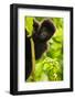 Mountain gorilla infant playing on lobelia plant, Rwanda-Mary McDonald-Framed Photographic Print