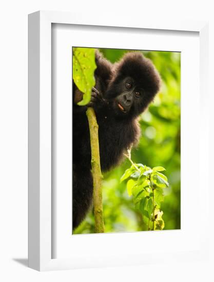 Mountain gorilla infant playing on lobelia plant, Rwanda-Mary McDonald-Framed Photographic Print