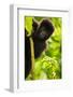 Mountain gorilla infant playing on lobelia plant, Rwanda-Mary McDonald-Framed Photographic Print