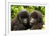 Mountain gorilla infants with their heads together, Rwanda-Mary McDonald-Framed Photographic Print