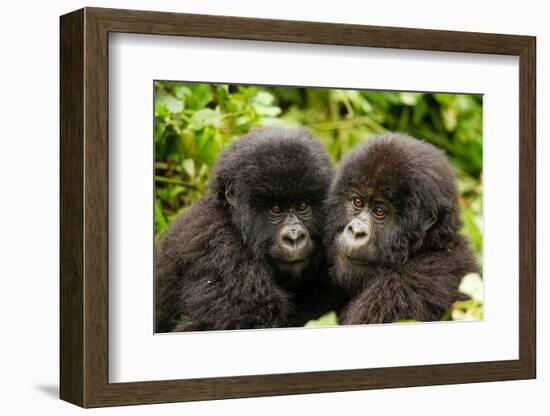 Mountain gorilla infants with their heads together, Rwanda-Mary McDonald-Framed Photographic Print