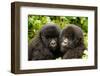Mountain gorilla infants with their heads together, Rwanda-Mary McDonald-Framed Photographic Print