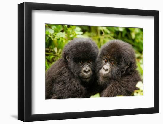 Mountain gorilla infants with their heads together, Rwanda-Mary McDonald-Framed Photographic Print