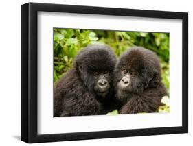 Mountain gorilla infants with their heads together, Rwanda-Mary McDonald-Framed Photographic Print