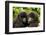 Mountain gorilla infants with their heads together, Rwanda-Mary McDonald-Framed Photographic Print