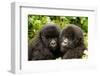 Mountain gorilla infants with their heads together, Rwanda-Mary McDonald-Framed Photographic Print