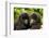 Mountain gorilla infants with their heads together, Rwanda-Mary McDonald-Framed Photographic Print