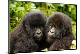 Mountain gorilla infants with their heads together, Rwanda-Mary McDonald-Mounted Photographic Print