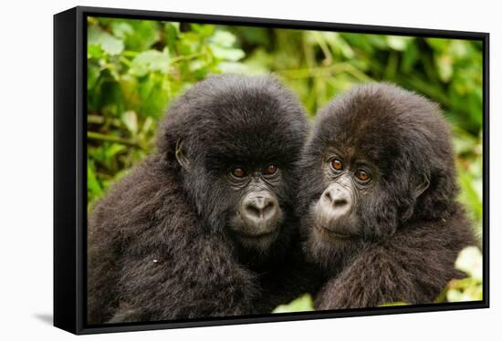 Mountain gorilla infants with their heads together, Rwanda-Mary McDonald-Framed Stretched Canvas