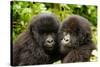 Mountain gorilla infants with their heads together, Rwanda-Mary McDonald-Stretched Canvas