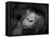 Mountain Gorilla, Kongo, Rwanda, Africa-Milse Thorsten-Framed Stretched Canvas