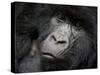 Mountain Gorilla, Kongo, Rwanda, Africa-Milse Thorsten-Stretched Canvas