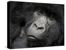 Mountain Gorilla, Kongo, Rwanda, Africa-Milse Thorsten-Stretched Canvas