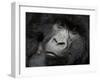 Mountain Gorilla, Kongo, Rwanda, Africa-Milse Thorsten-Framed Premium Photographic Print