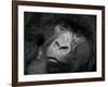 Mountain Gorilla, Kongo, Rwanda, Africa-Milse Thorsten-Framed Premium Photographic Print