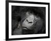 Mountain Gorilla, Kongo, Rwanda, Africa-Milse Thorsten-Framed Premium Photographic Print